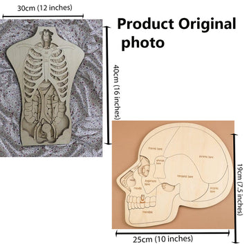 Human 3d Body Parts and organs, Wooden Human Anatomy for medical students and kids learning